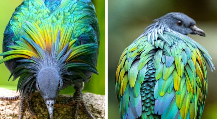 Il piccione delle Nicobare: l'uccello dal piumaggio coloratissimo e cangiante che sta diventando sempre più raro