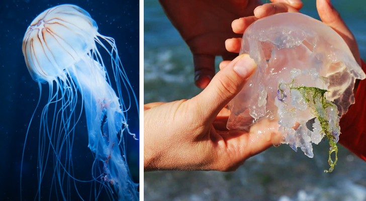 Que faire si vous vous faites piquer par une méduse : quelques conseils pour profiter de la mer en toute sécurité