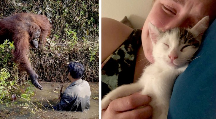 12 times our furry friends have expressed their love and affections towards us humans 