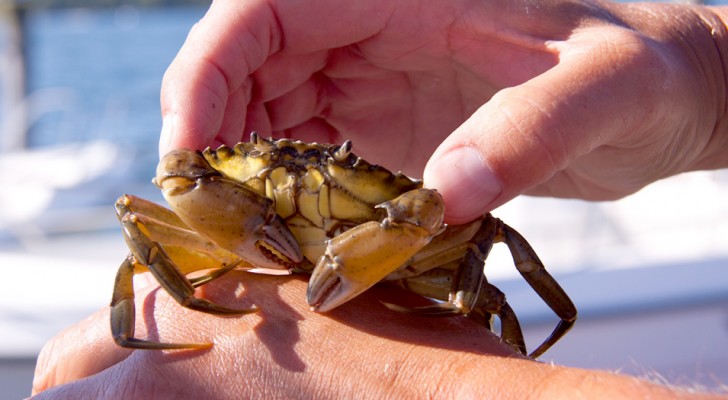 Gli animali marini non sono un passatempo per la spiaggia: l'ENPA elenca 6 motivi per evitare di catturarli per gioco