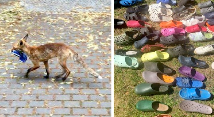 Una volpe "appassionata" di calzature ha rubato ogni notte scarpe, infradito e ciabatte dalle case del vicinato