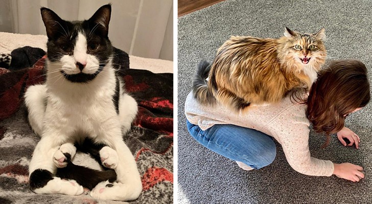 11 photos qui résument parfaitement les comportements les plus étranges de nos chats