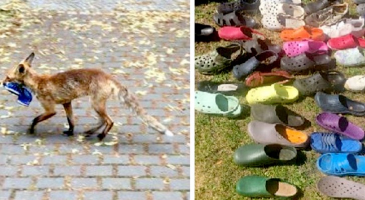 Una volpe "innamorata" delle calzature ha rubato ogni notte scarpe e ciabatte dalle case di questo quartiere