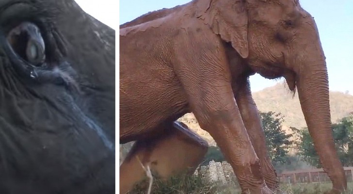 Een olifant "huilt" van vreugde wanneer ze wordt vrijgelaten nadat ze haar leven in gevangenschap en mishandeling heeft doorgebracht