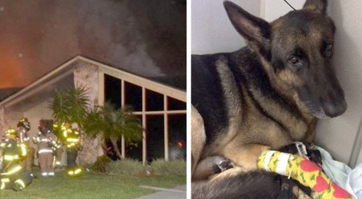 Un chien policier à la retraite sauve une famille entière piégée dans l'incendie d'une maison