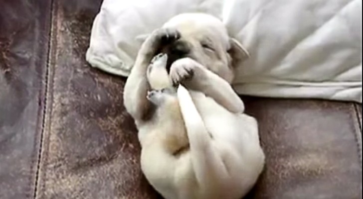 Dogs can DREAM and this video proves it !