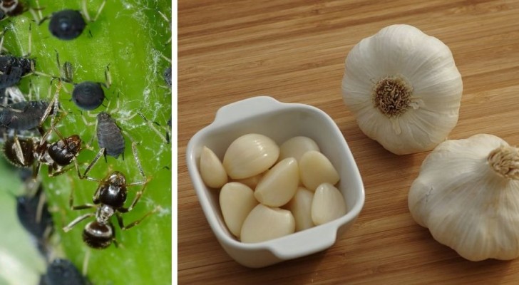 Come usare l'aglio per creare un efficace repellente contro gli insetti in giardino