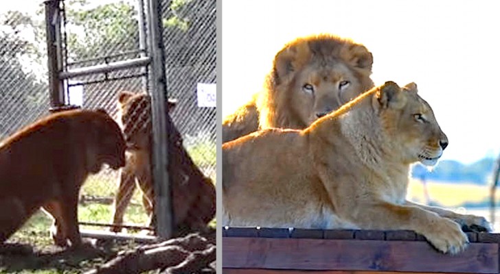 Tanya e Tarzan, i leoni da circo liberati dopo 8 anni di prigionia: non avevano mai corso su un prato