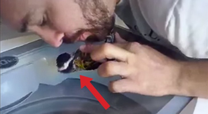 A bird is almost dead: here's how this amazing guy brings it back to life!