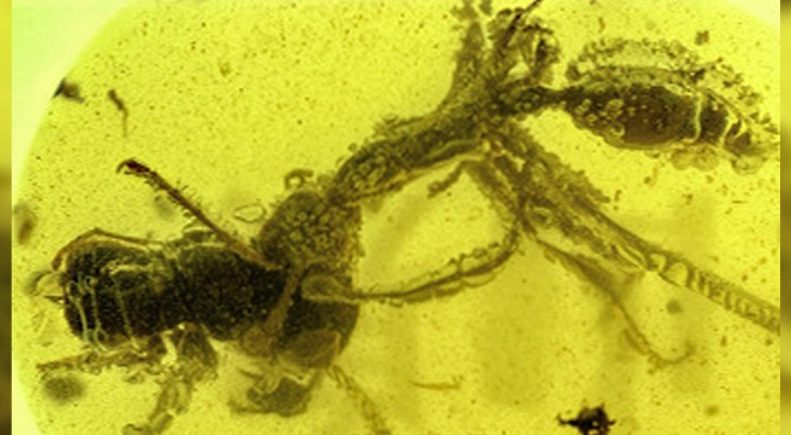 Scoperto il fossile di una "formica infernale" che divora la sua preda: un pasto lungo 99 milioni di anni