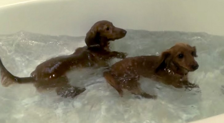 Nunca vi dois cachorrinhos tão felizes com a hora do banho!