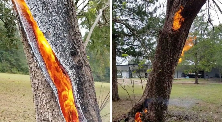 Un albero viene colpito da un fulmine e inizia a bruciare dall'interno: il filmato è inquietante