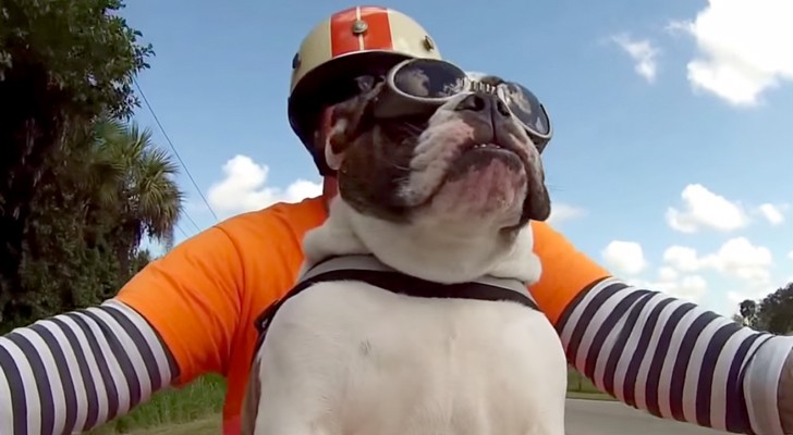 He is by far the COOLEST bulldog in town !