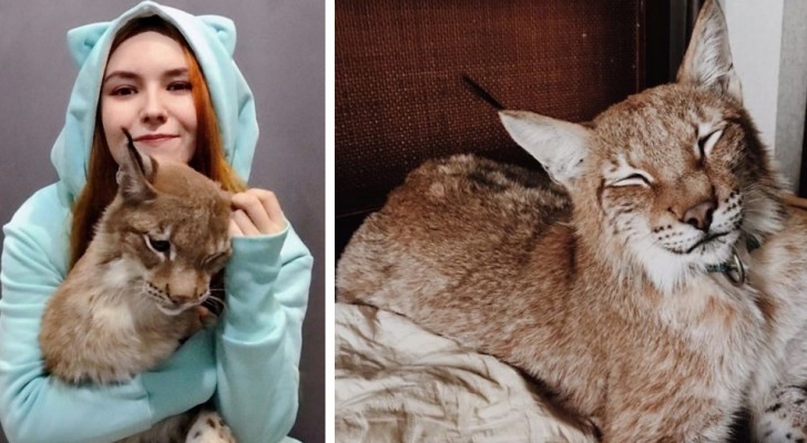 Questa ragazza ha salvato due linci da una "fattoria di pellicce" e le ha allevate come fossero due teneri gattoni