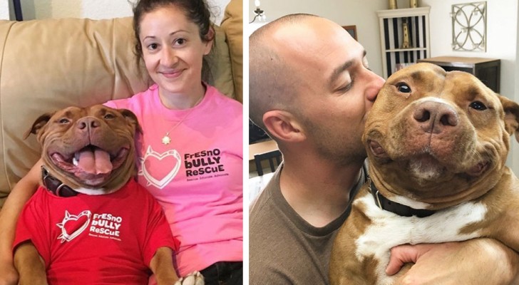 This adorable Pitbull has never stopped smiling since he was adopted