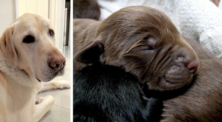 Une labrador à poils clairs donne naissance à 13 chiots à poils noirs : une mise bas record