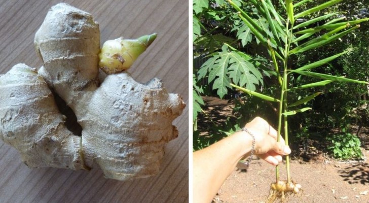 La méthode simple pour cultiver une plante de gingembre à partir de la racine