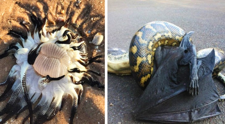 Australien: 13 Fotos fassen einige der bizarrsten und für den Menschen gefährlichsten Tierarten zusammen