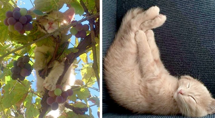 15 gatos com a intenção de tirar uma soneca nas posições mais fofas e malucas