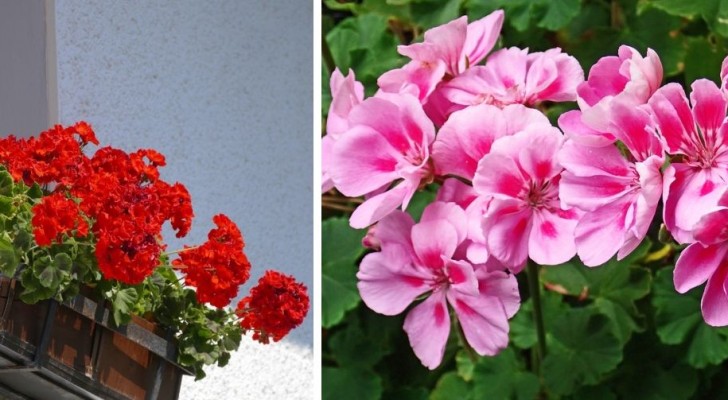 5 nuttige tips om thuis het hele jaar door te genieten van mooie en weelderige geraniums 
