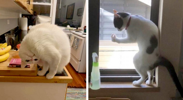 "Was stimmt nicht mit meiner Katze?": 12 Katzen, die beschlossen haben, sich auf ziemlich bizarre und komische Weise zu verhalten