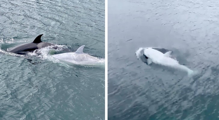 Une rare orque blanche a été aperçue dans les eaux de l'Alaska : on pense qu'il n'y en a que cinq dans le monde