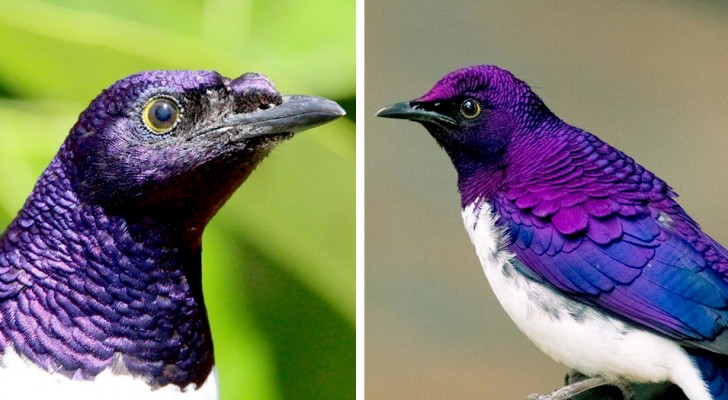 Lo storno ametista: l'uccello i cui sgargianti colori viola e blu ricordano quelli di una pietra preziosa