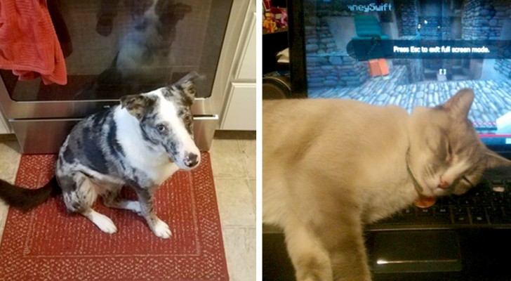 12 animals who found their own warm and cozy corner whether it's outside or inside the house