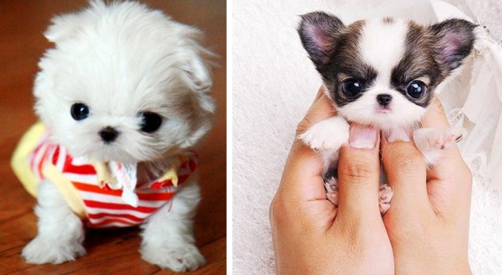 12 cuccioli così piccoli da entrare in una tazza da tè: la loro dolcezza è immensa