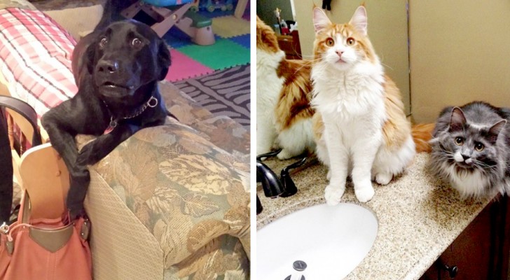 12 animals who were caught red-handed and immediately looked "guilty"