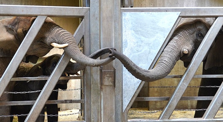 Un'elefantessa accarezza la proboscide della figlia quando la rivede dopo 12 anni di lontananza