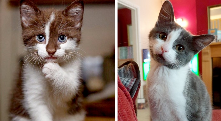 13 gatos tan tiernos que sus dueños no pudieron evitar hacerles una fotografía