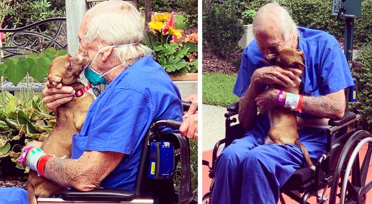 El anciano tiene una enfermedad: su perra le salva la vida atrayendo la atención de un hombre