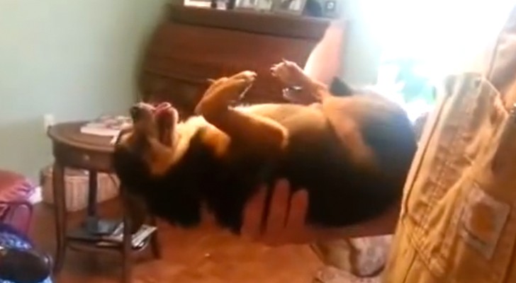 Ce que fait ce chien quand on le prend dans les bras vous fera mourir de rire