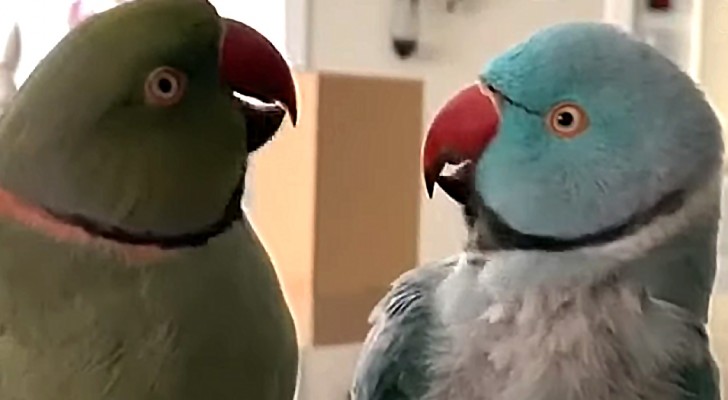 2 papegojor konverserar med varandra och deras röstlägen och gester ser nästan mänskliga ut