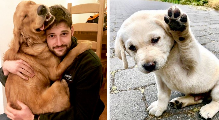 15 perros que han sabido derretir hasta los corazones más duros con su dulzura