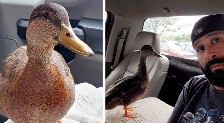 A duckling returns every night to the home of the guy who saved his life: they are practically inseparable
