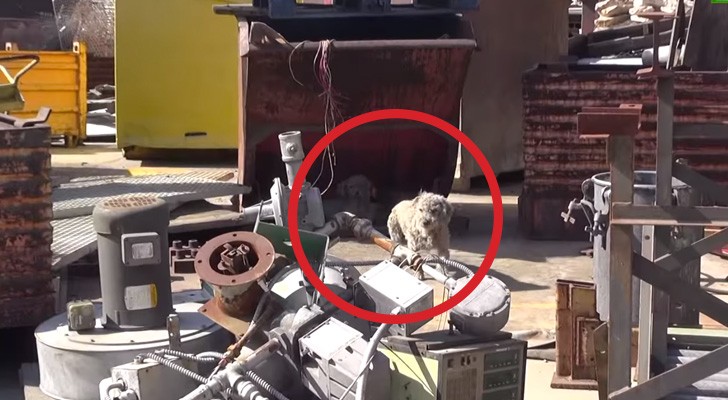 These 2 poor dogs had no hope of surviving in a Junkyard..untill these angels rescued them !