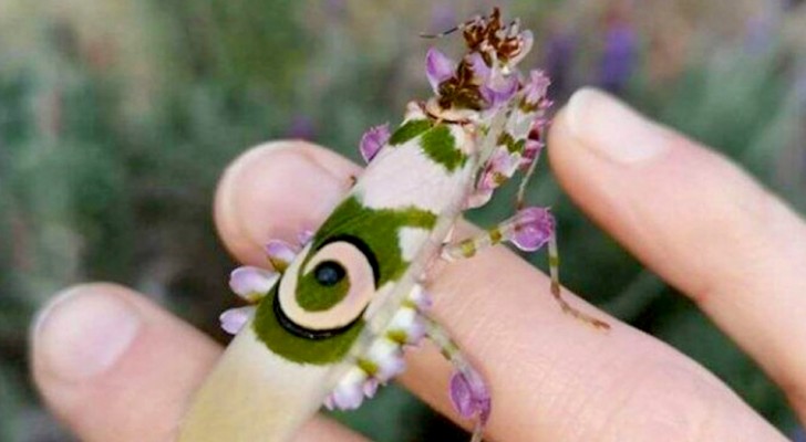 Una mujer encuentra en la lavanda del jardín una rara mantis religiosa "flor espinosa": las imágenes son fabulosas 
