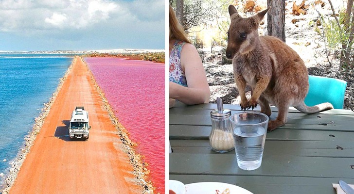 Queste immagini mostrano alla perfezione perché l'Australia è un luogo strano e meraviglioso