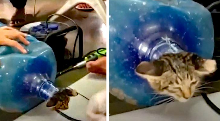 Salvan un gatito callejero atrapado en una botella de plástico: "lo han empujado a propósito"