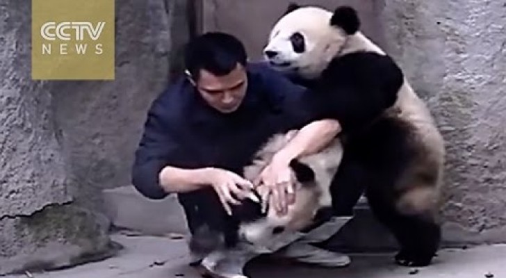 Este cara tenta dar um remédio a estes dois pandas, mas eles não estão muito a fim...
