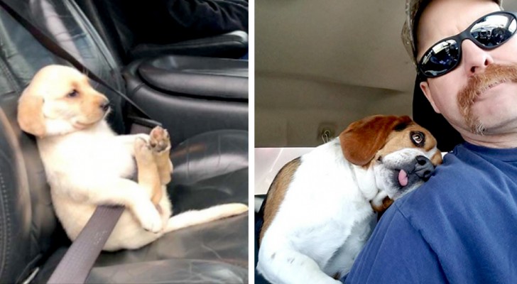 Les chiens en voiture : 20 situations hilarantes où les maîtres ont immortalisé leurs toutous à bord