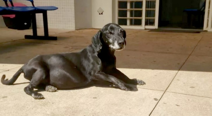 Este pobre perro espera por 10 años el regreso de su humano frente al hospital donde falleció