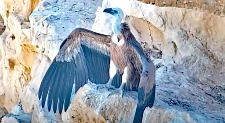 Un drone apporte de la nourriture à un petit vautour fauve pendant 4 mois : il était orphelin et pris au piège