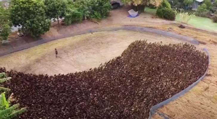 Un esercito di 10.000 anatre ripulisce una risaia dai parassiti: il metodo green che non prevede pesticidi
