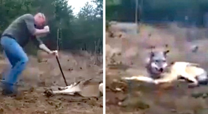 A man risks his life to save a wild wolf caught in a trap