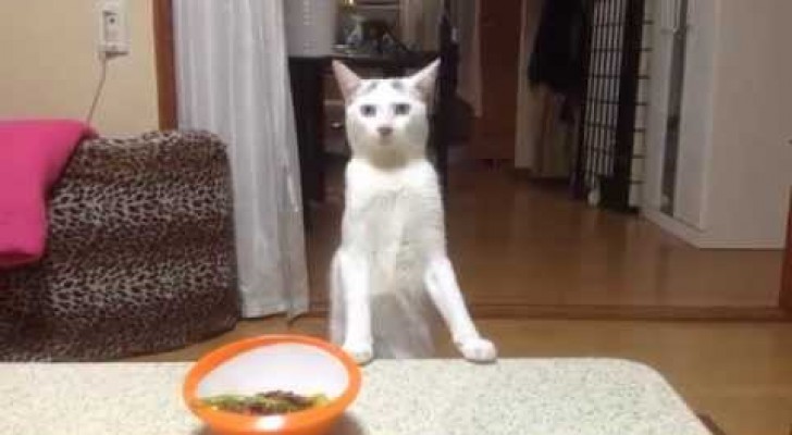 Ein Frauchen sagt ihrer Katze, sie soll fressen. Ihre Reaktion ist zum Lachen
