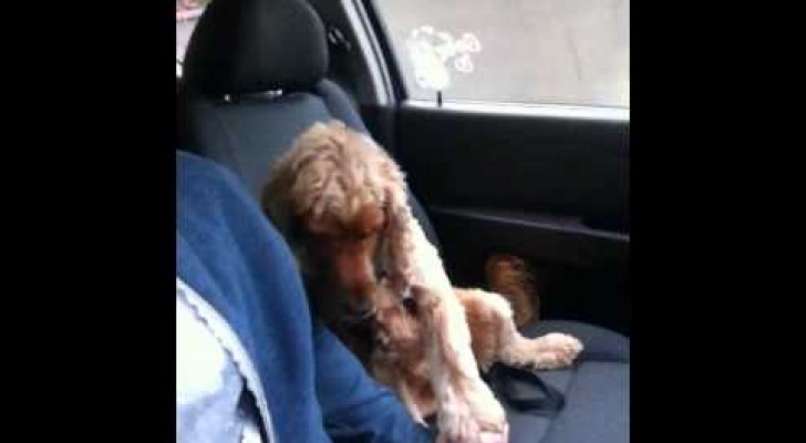 This cute dog is scared of the car and needs to hold hands ! 