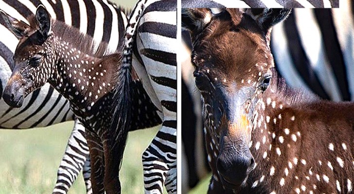 Deze schattige zebra werd geboren met stippen in plaats van strepen - haar huid lijkt wel getekend